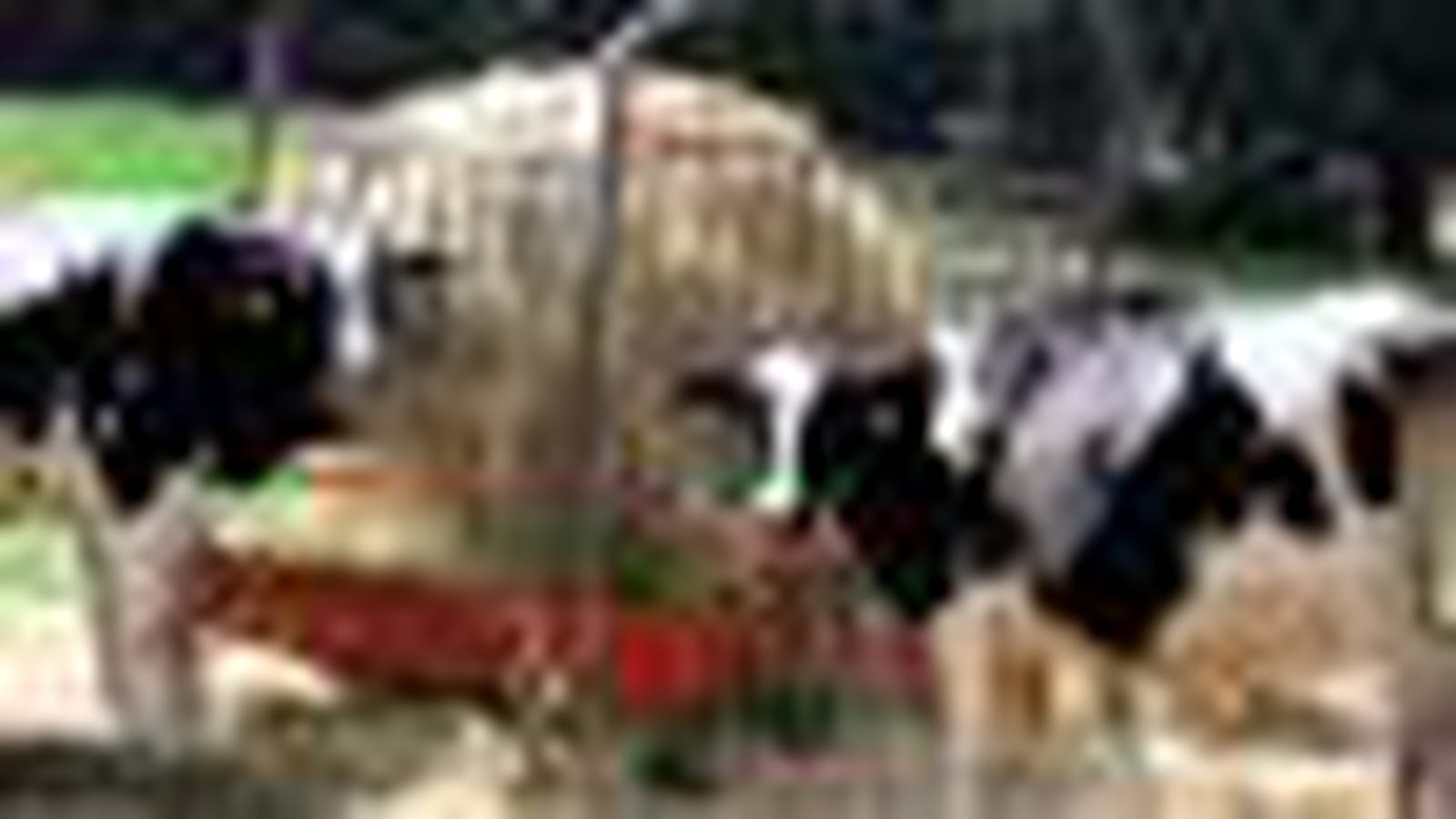 Vache bretonne