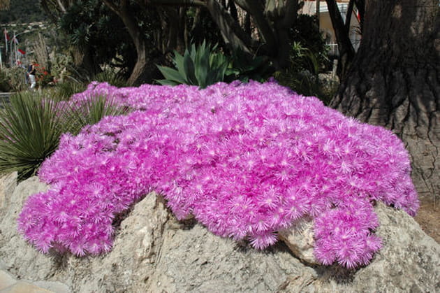 Lampranthus haworthii