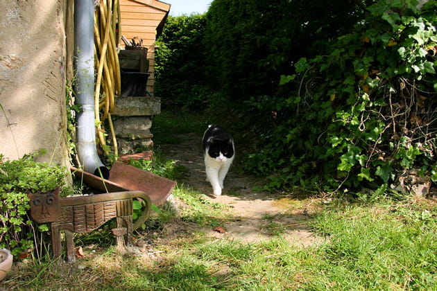 Deux chats dans le jardin