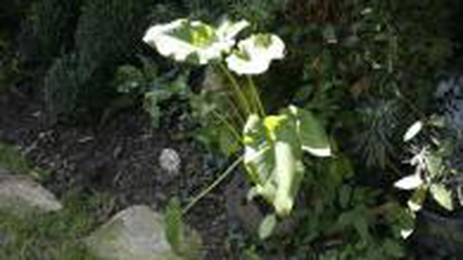 Un jardin très verdoyant