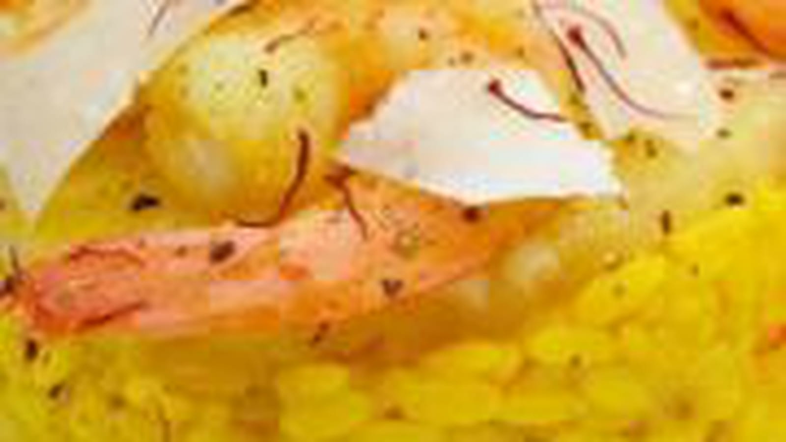 Risotto gambas ananas omelette