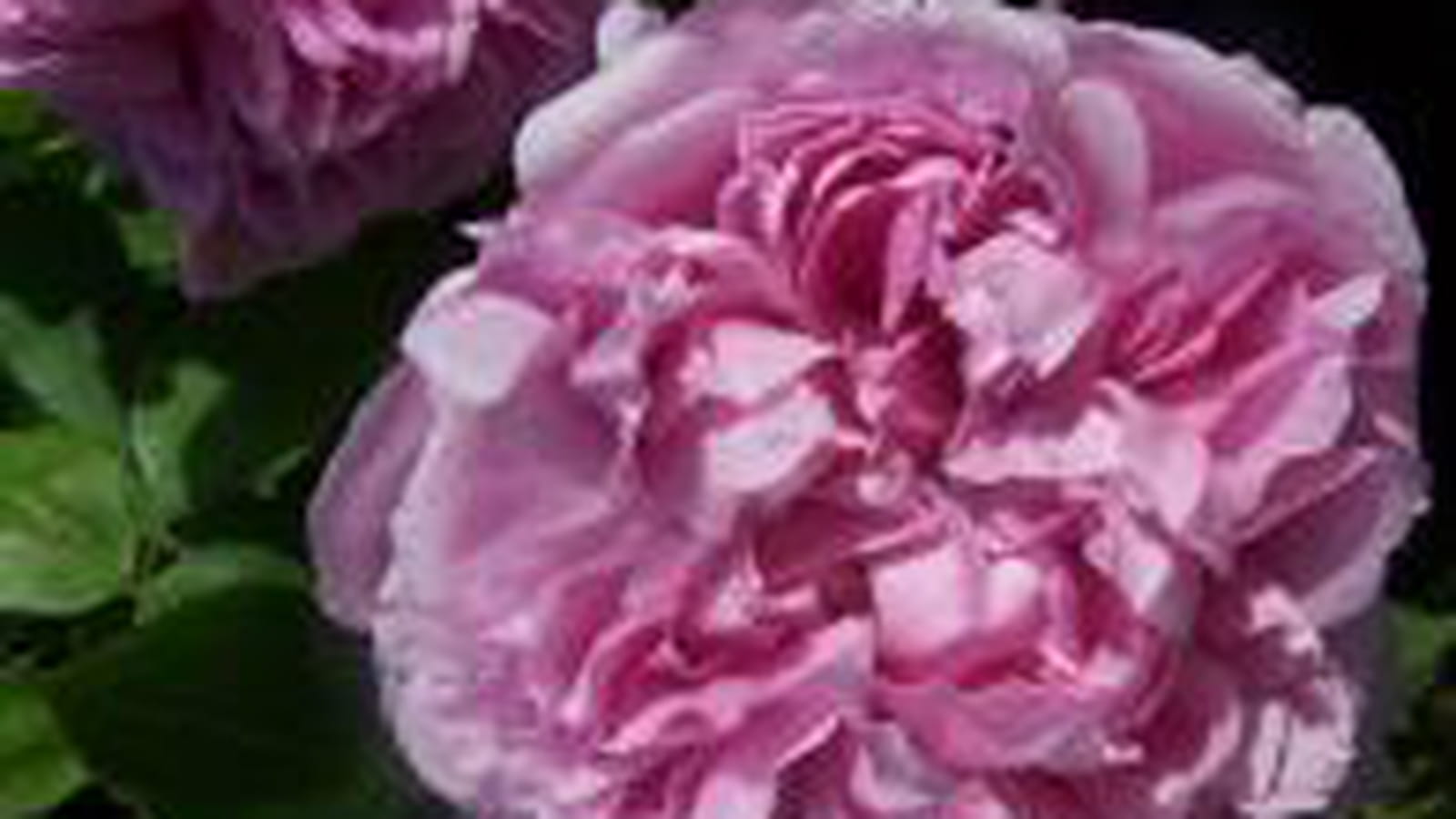 Rose Sidonie
