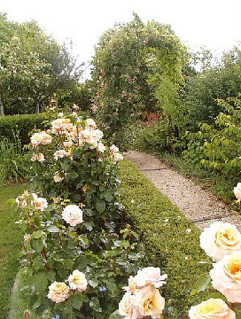 Chim&egrave;ne, un rosier remontant tr&egrave;s florif&egrave;re