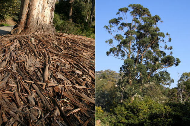 Majestueux Eucalyptus