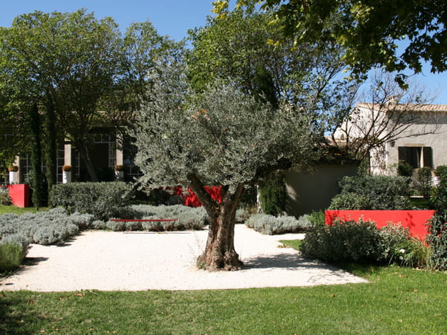 Bel olivier de Provence