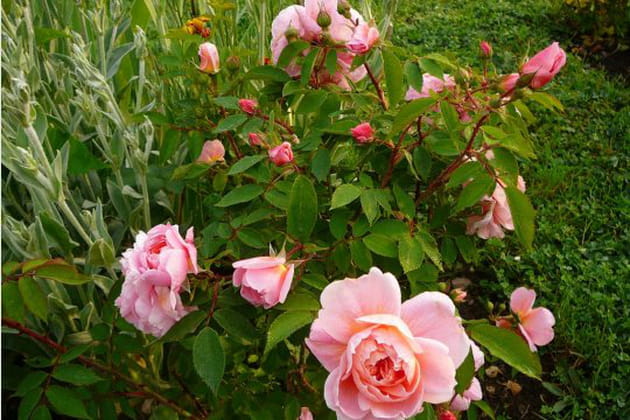 Un rosier tr&egrave;s florif&egrave;re