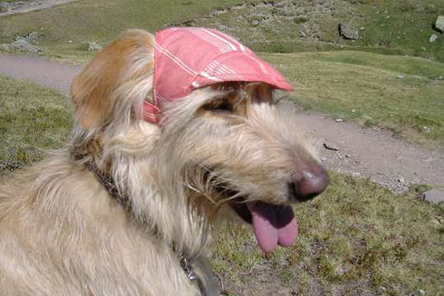 Le chien chapeaut&eacute;