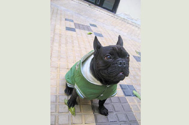 L'allure du bouledogue fran&ccedil;ais