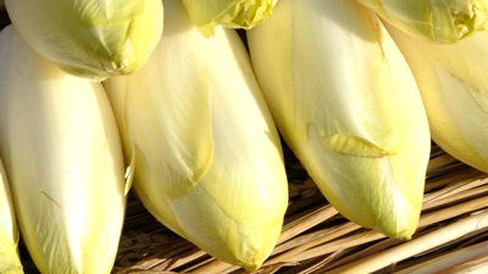 Endive