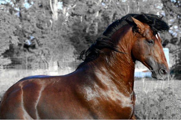 La banane, comme Elvis