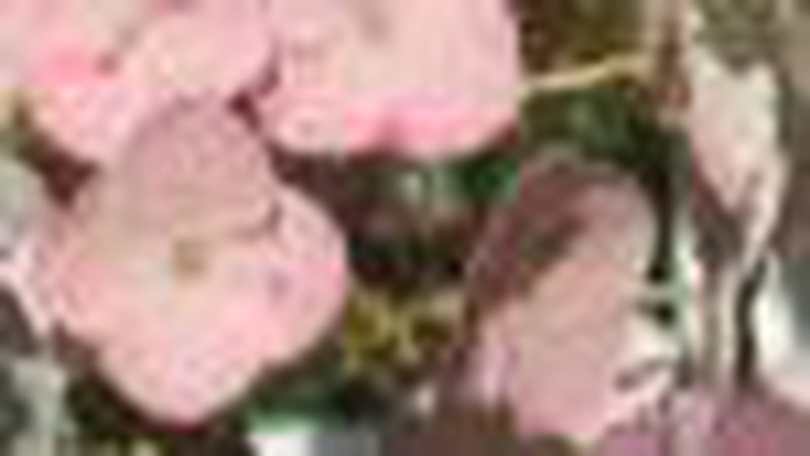 Hortensia à feuilles de chêne