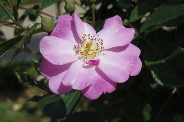 Une multitude de fleurs couleur lavande
