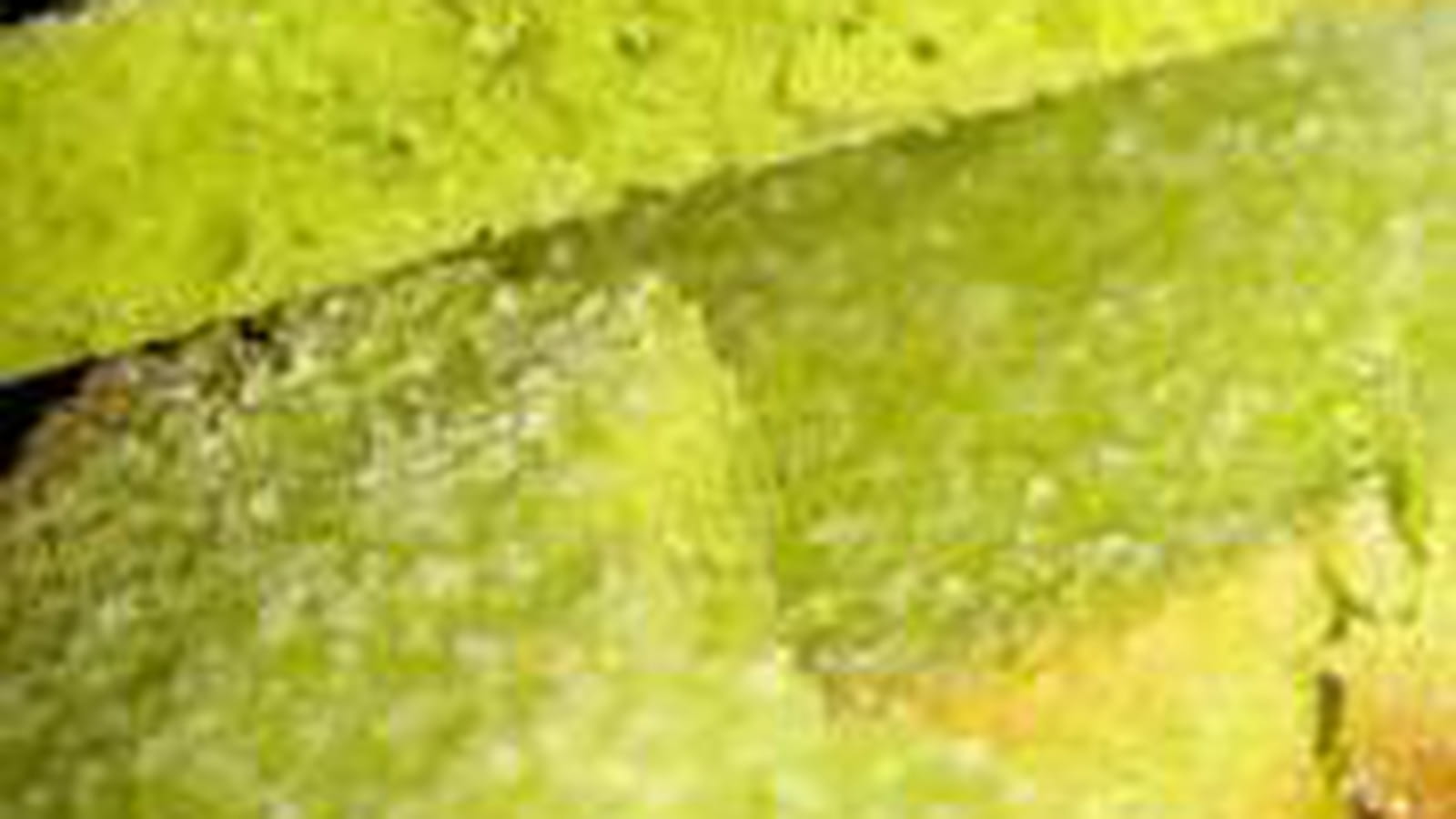 Sablés au thé matcha