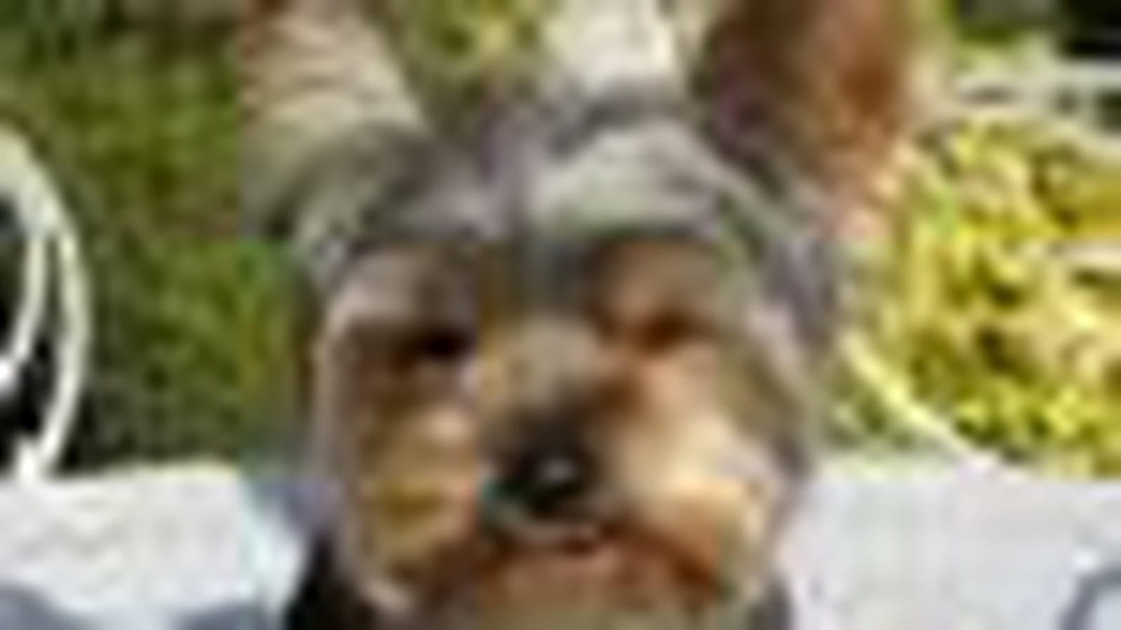 Chipie
