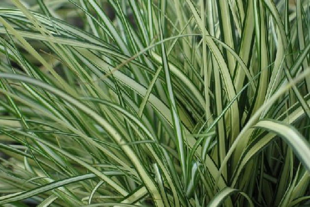 De magnifiques plantes couvre-sol