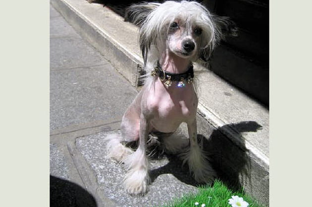 Un chien &agrave; poil