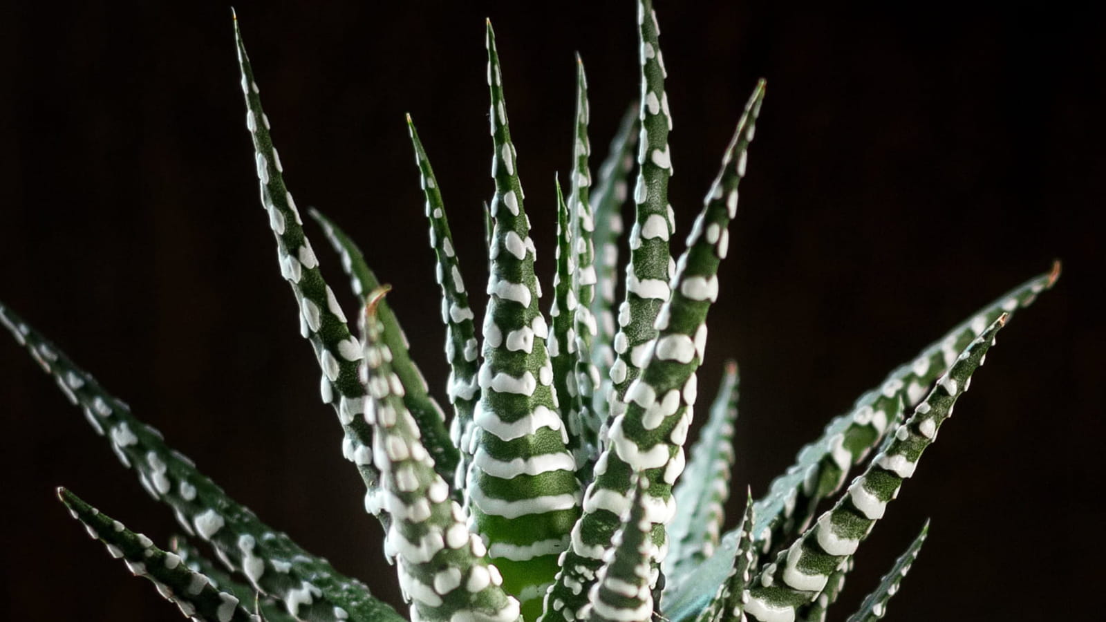 Haworthia zebra