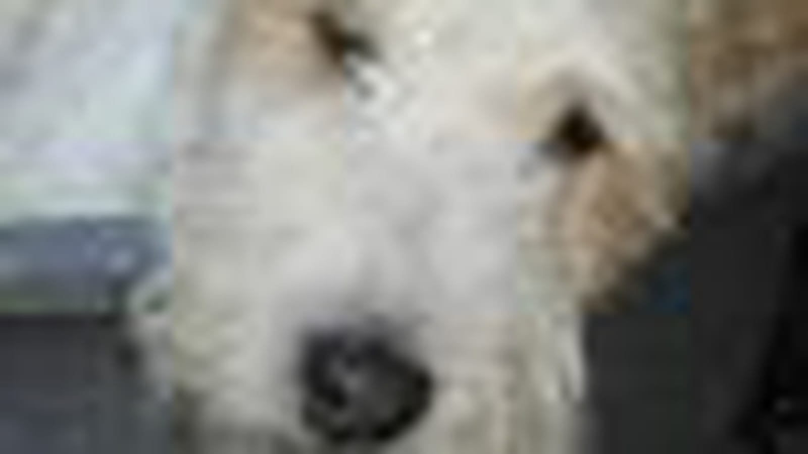 Piou