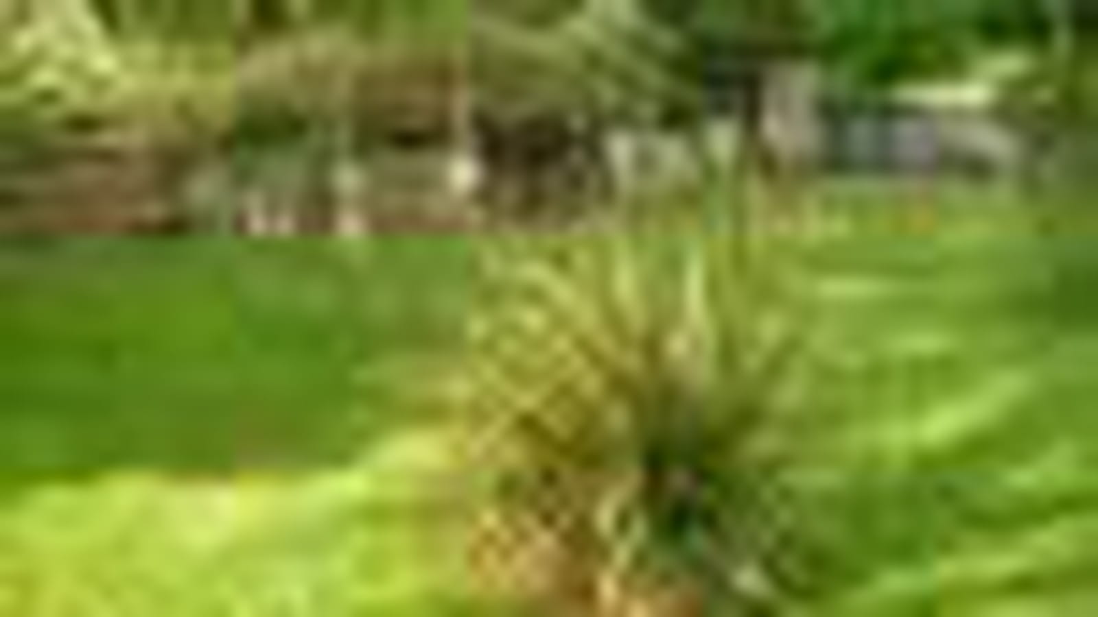 Watsonias