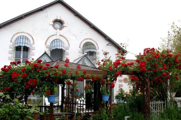 Des roses rouges pour le plaisir des yeux