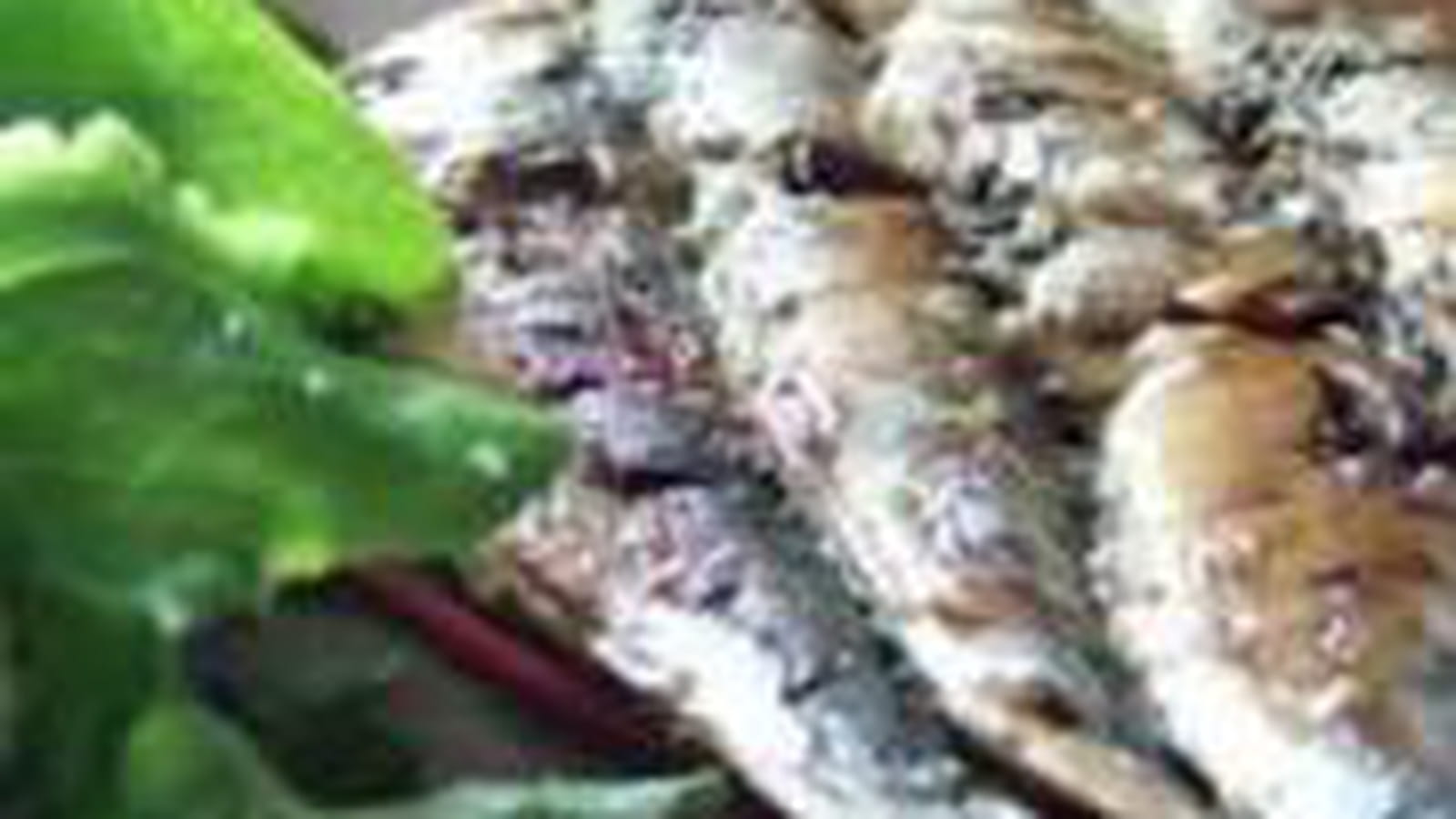 Sardines