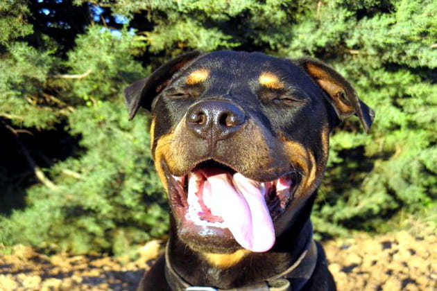 Mimiques comiques de chiens