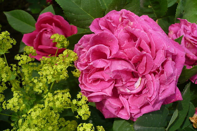 Séduisant mariage de couleurs