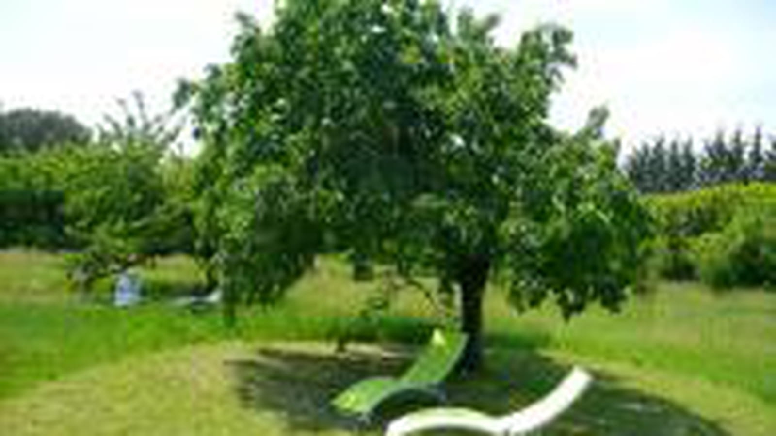 Jardin