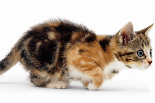 Wisky &agrave; l'aff&ucirc;t