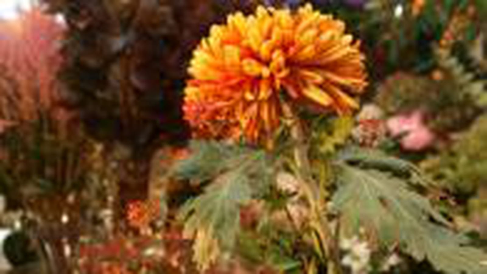 Premières fleurs