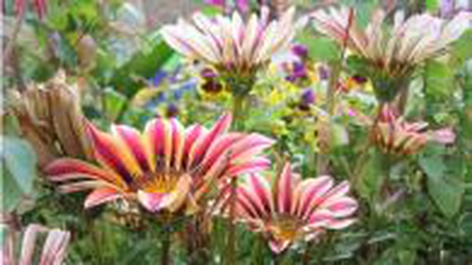 Gazanias