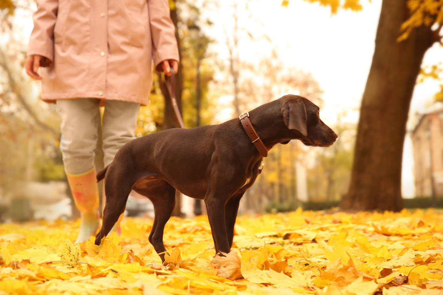 every fall, walks in the forest put dogs in danger