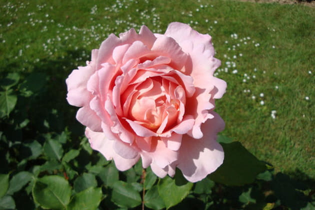 Sublime rose parfumée