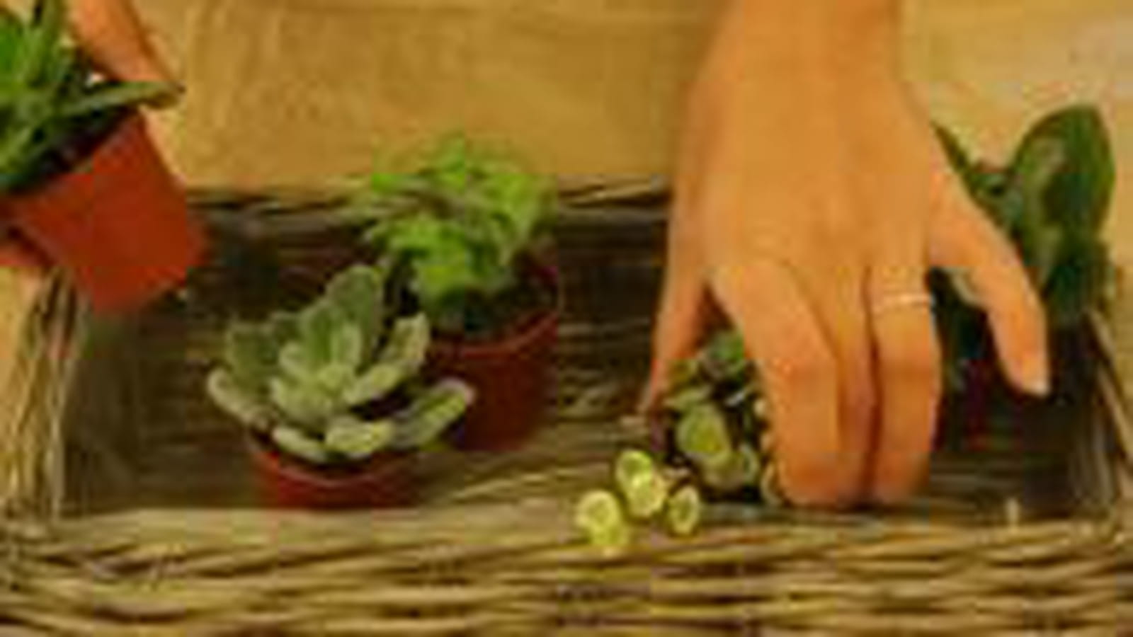 Visualiser l'emplacement des plantes