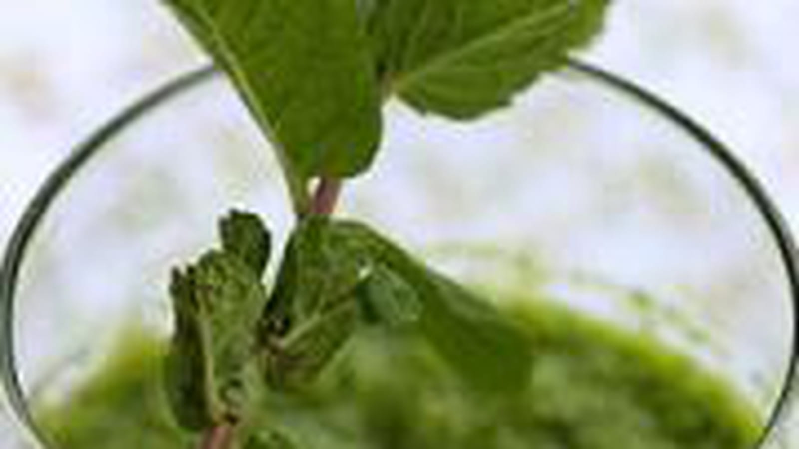 Green Smoothie - boisson aux épinards