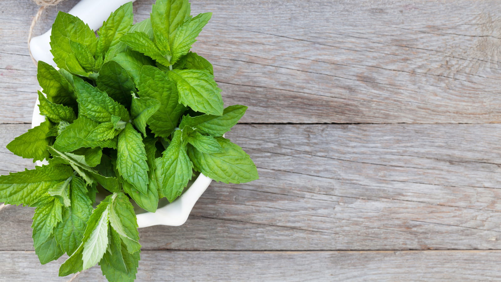 Menthe fraîche