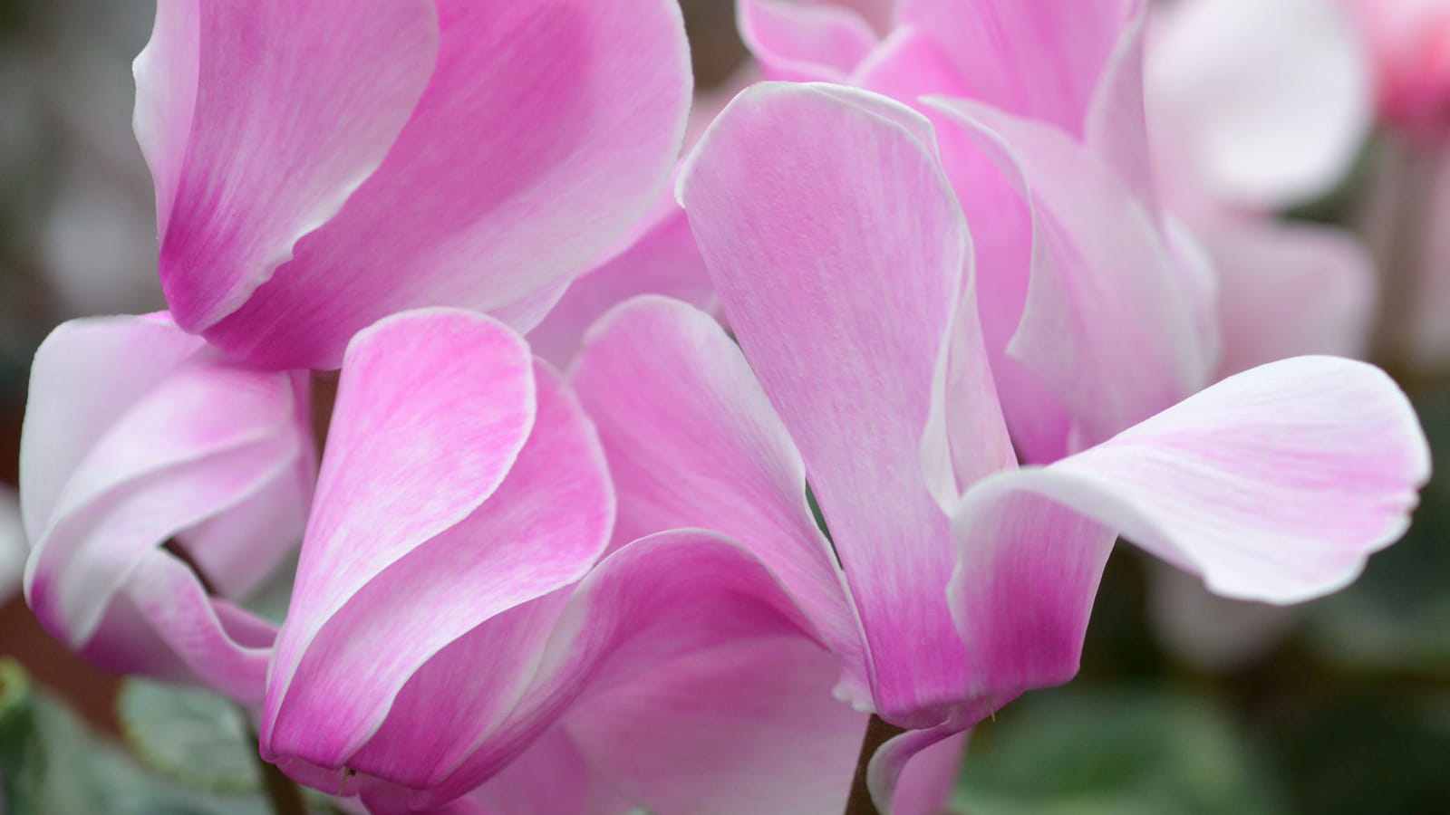 Cyclamen