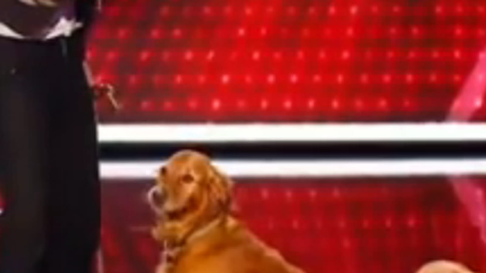 Mika et ses chiens