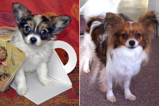 L'&eacute;pagneul papillon