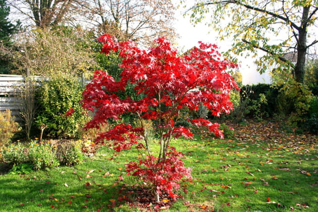 Un rouge presque surnaturel