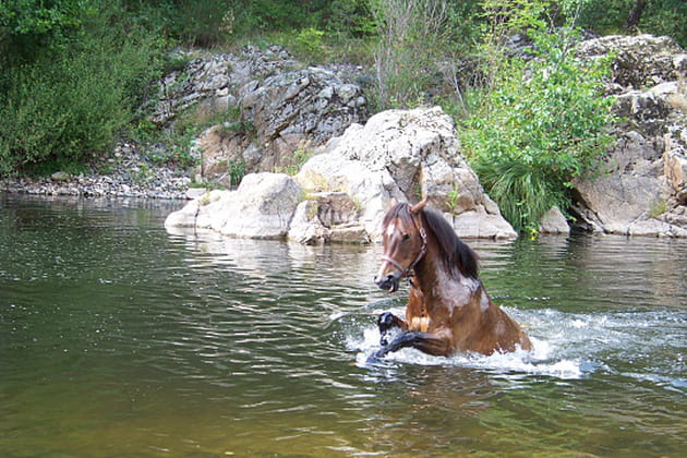 Les lectrices admiratrices de chevaux