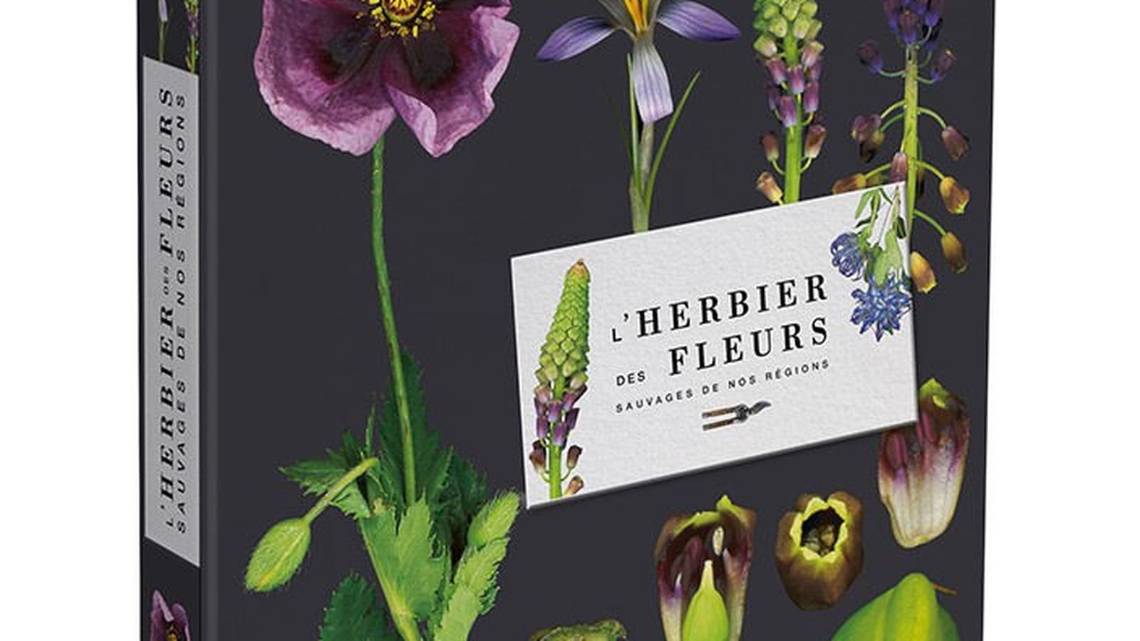Herbier des fleurs sauvages de nos régions