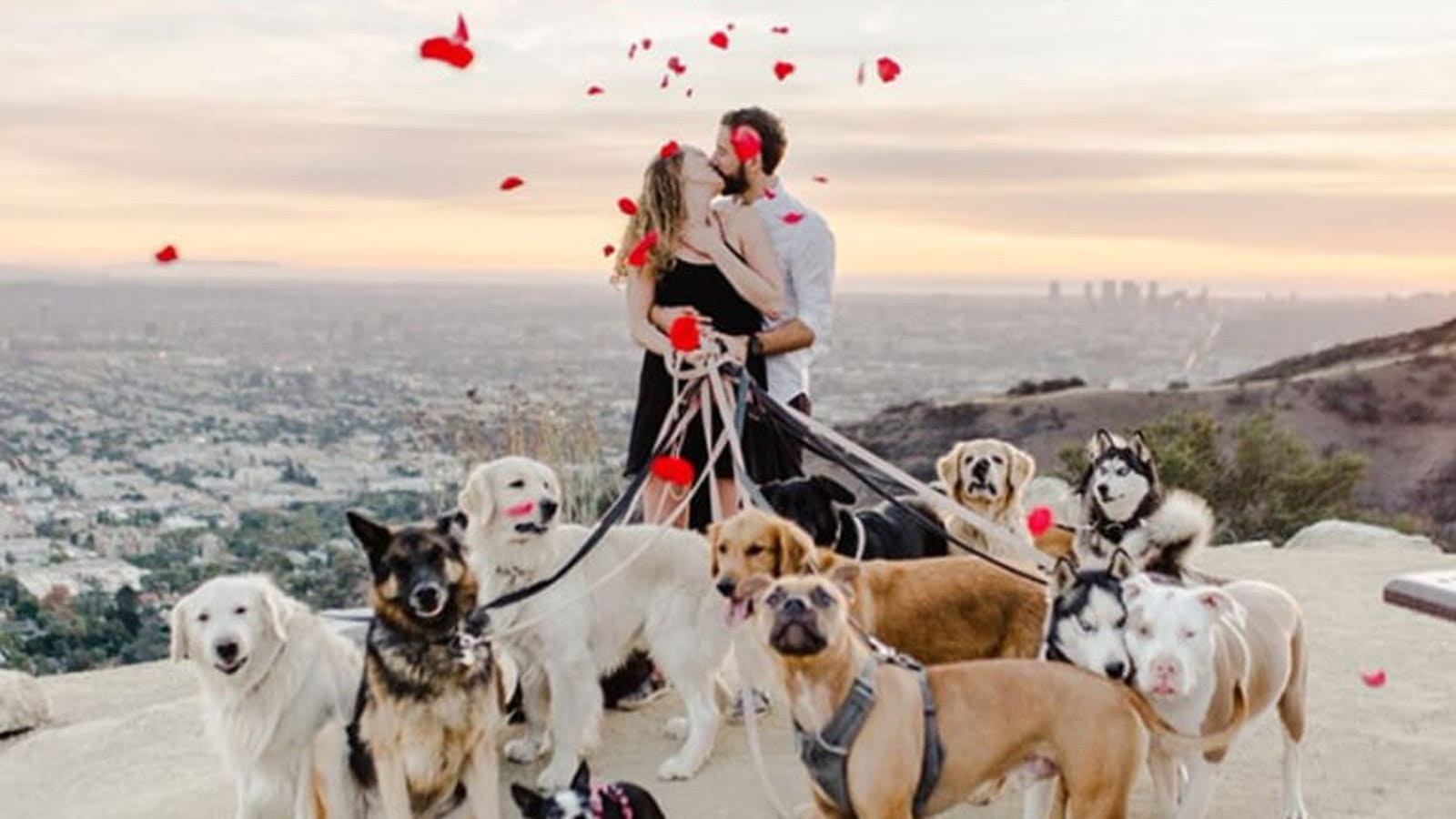 16 chiens complices
