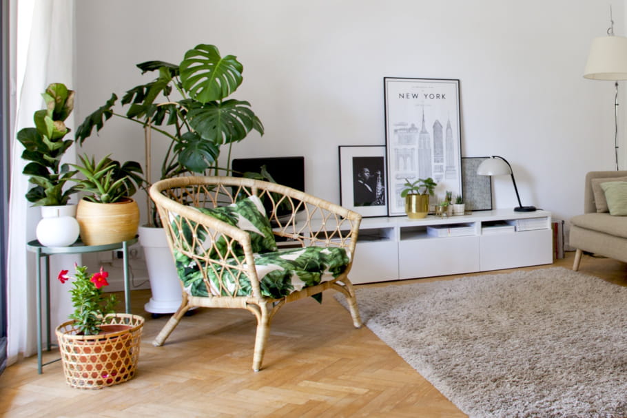 Cas par cas, les bienfaits des plantes d'intérieur