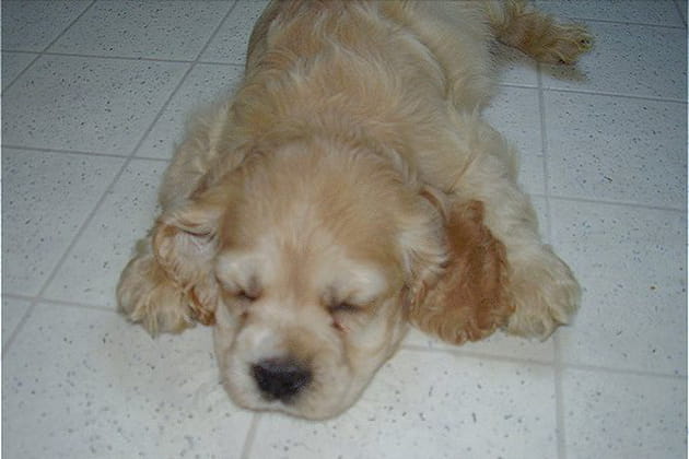 Totallement &eacute;puis&eacute;e