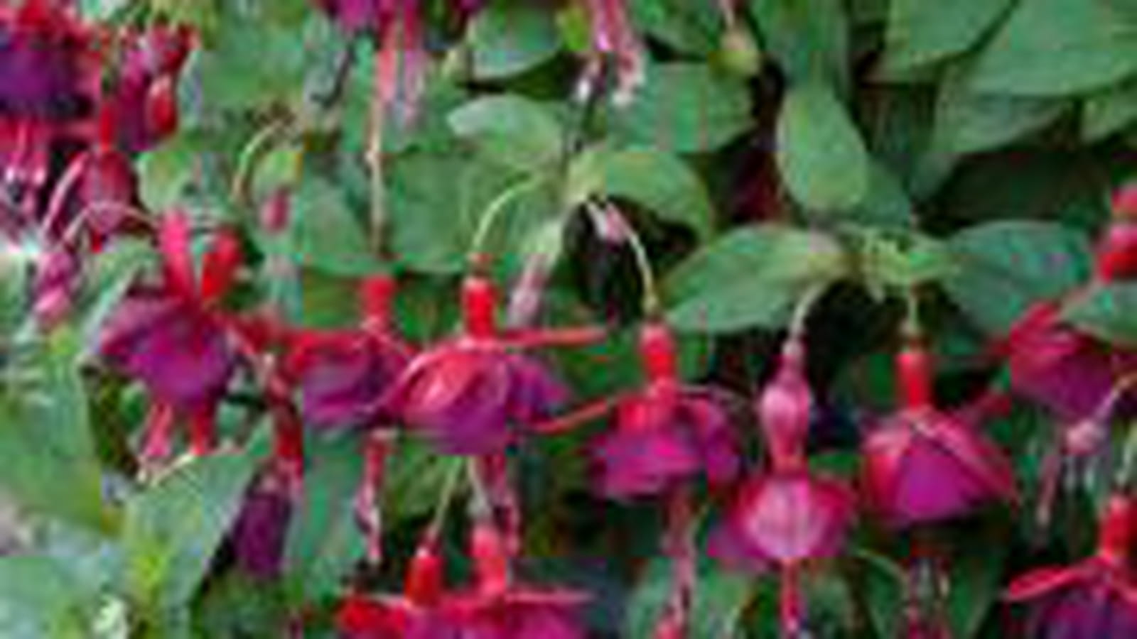Fuchsia