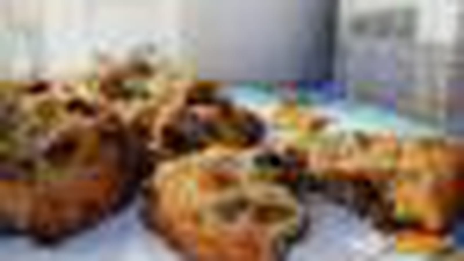 Cookies bien ronds