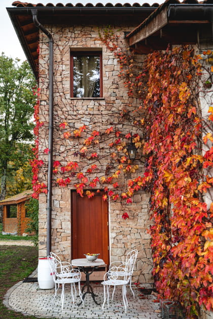 La vigne vierge prend des couleurs en automne