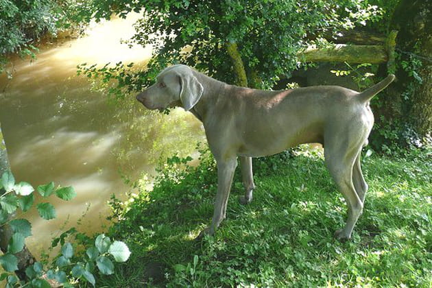 Le fid&egrave;le Aksel