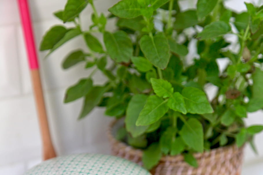 cultiver de la menthe : plantation, entretien, récolte et conservation